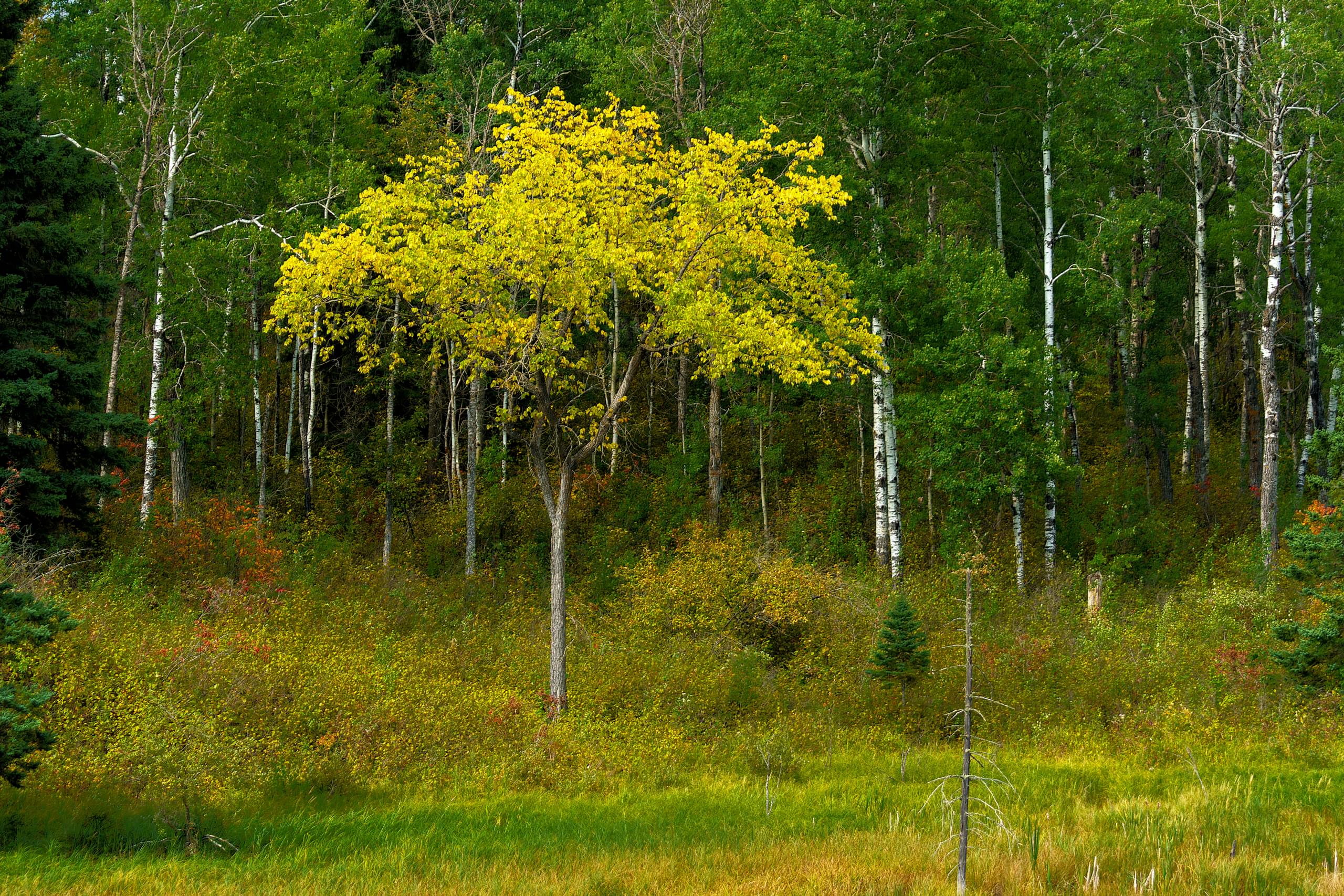 Autumn's First Blush