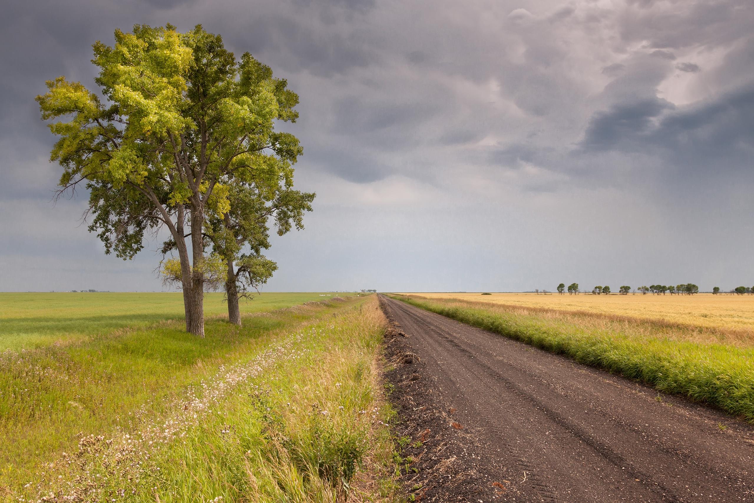 Prairie Trees