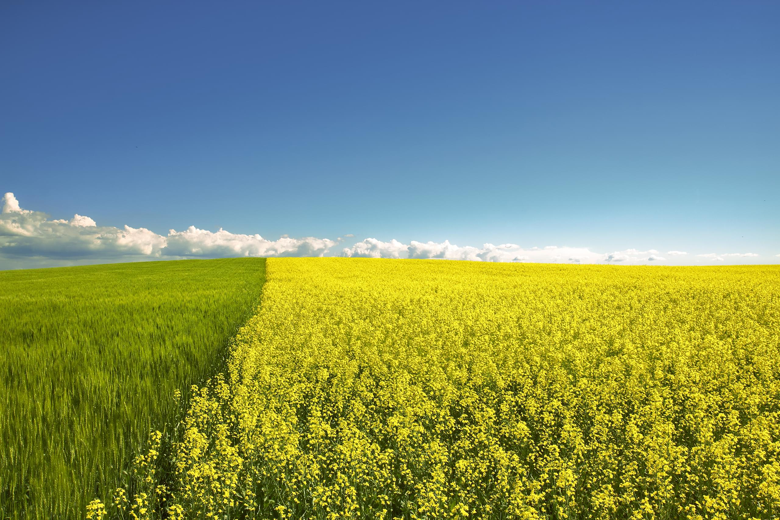Flax & Canola Fields