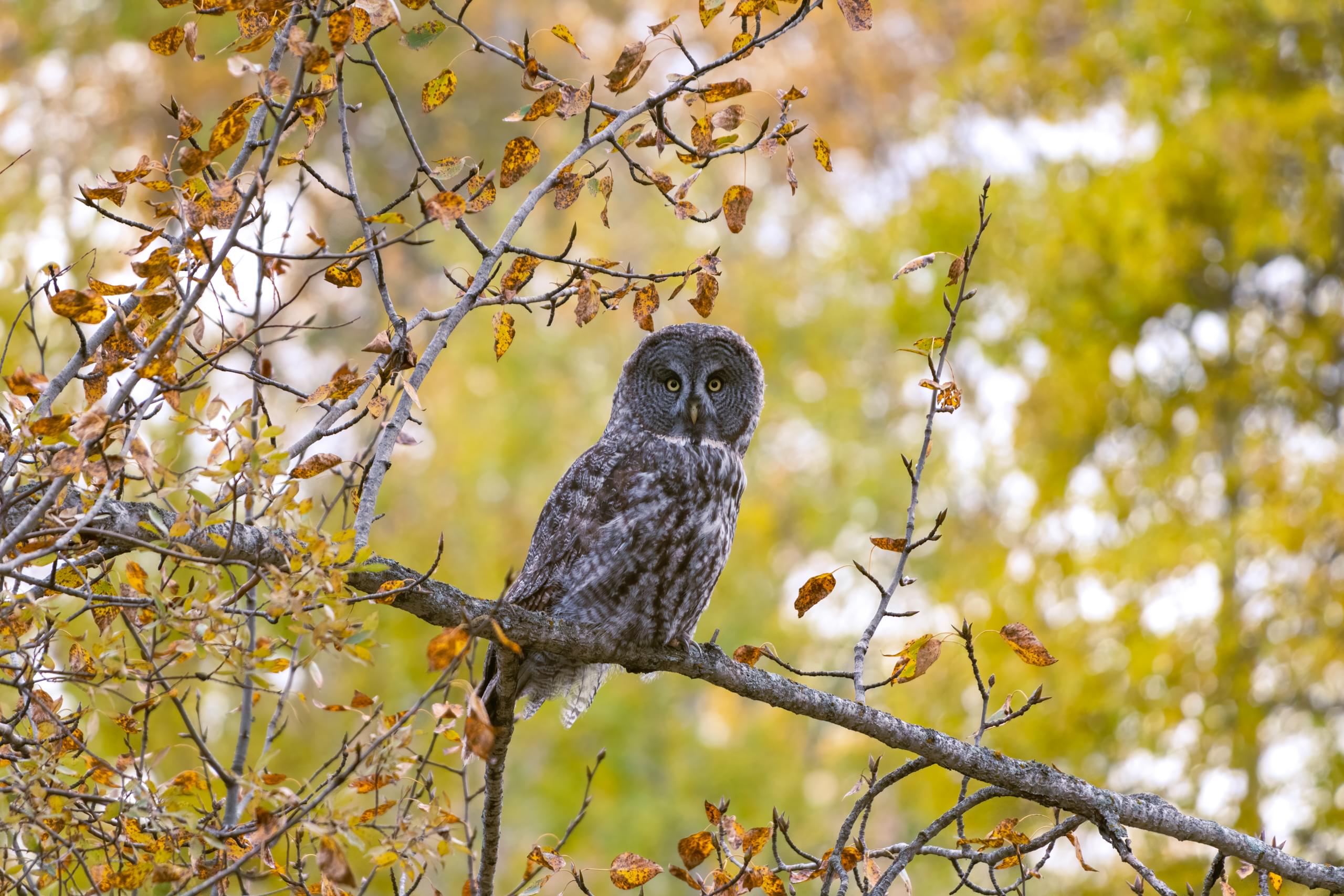 Great Grey Owl