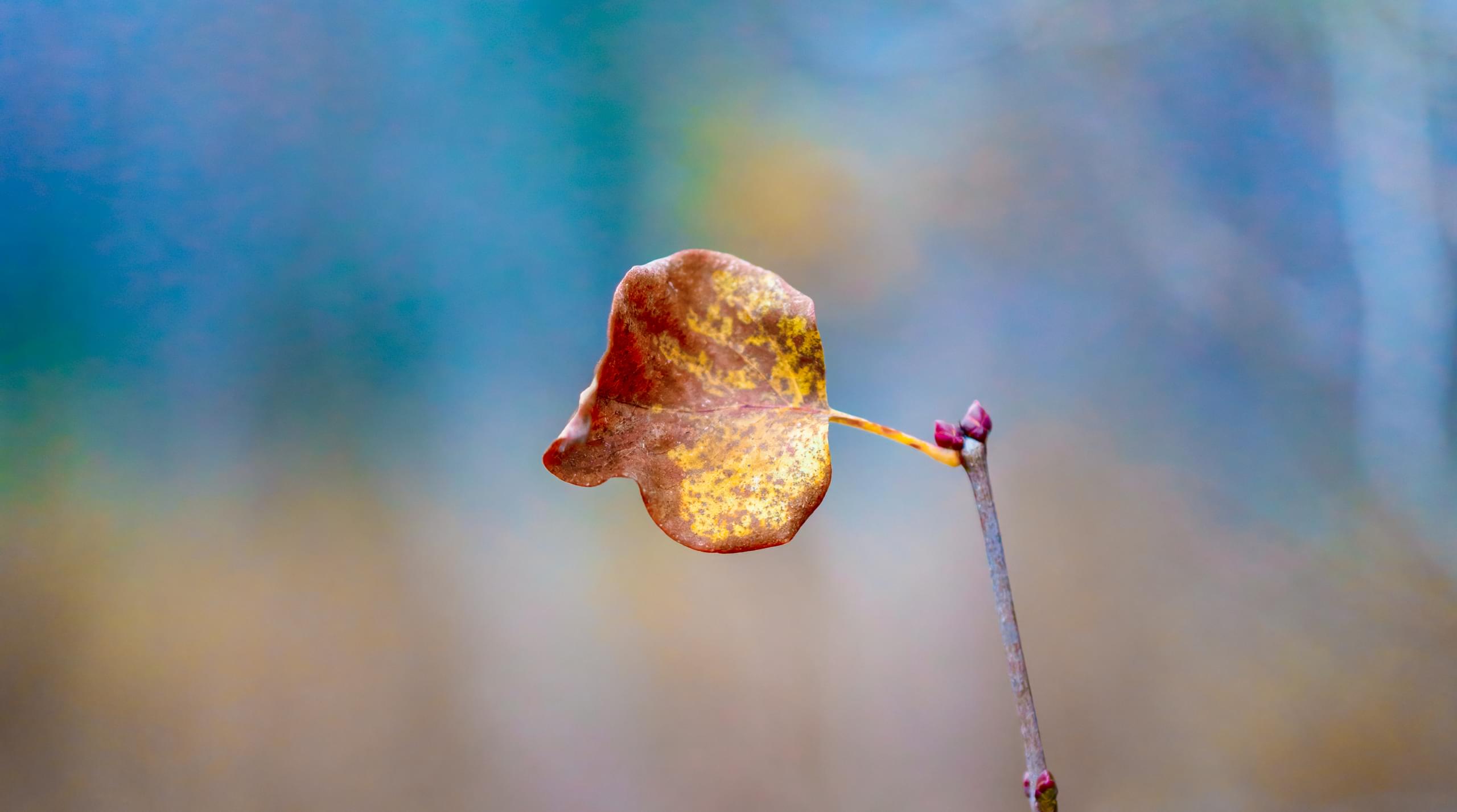 The Last Glimpse of Autumn