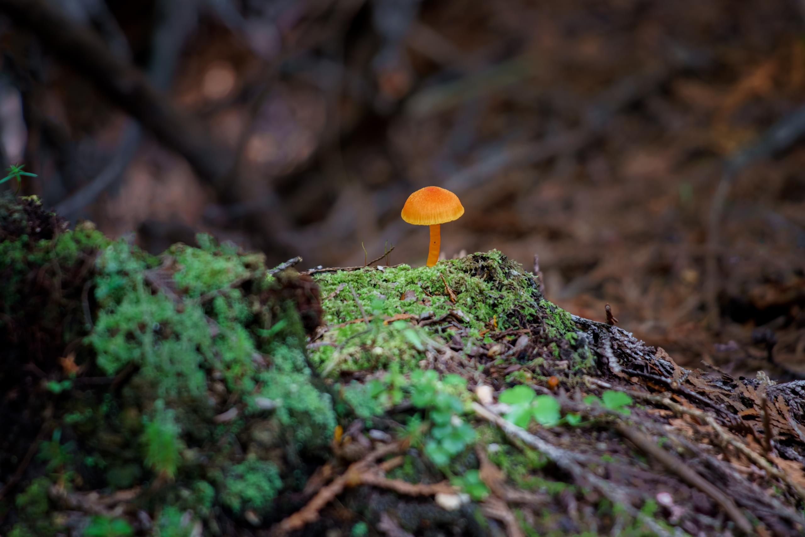 Orange Mushroom