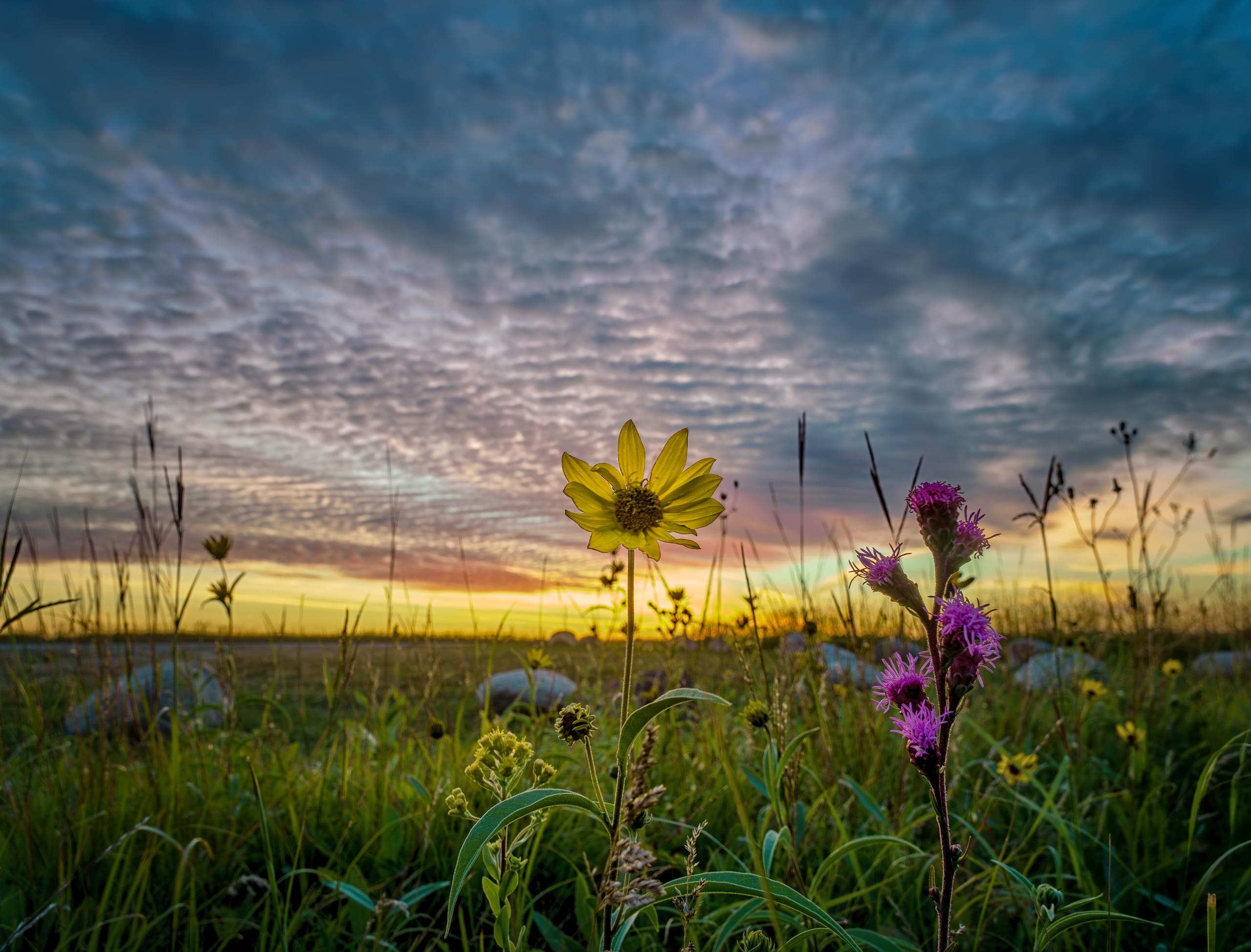 Prairie Flowers
