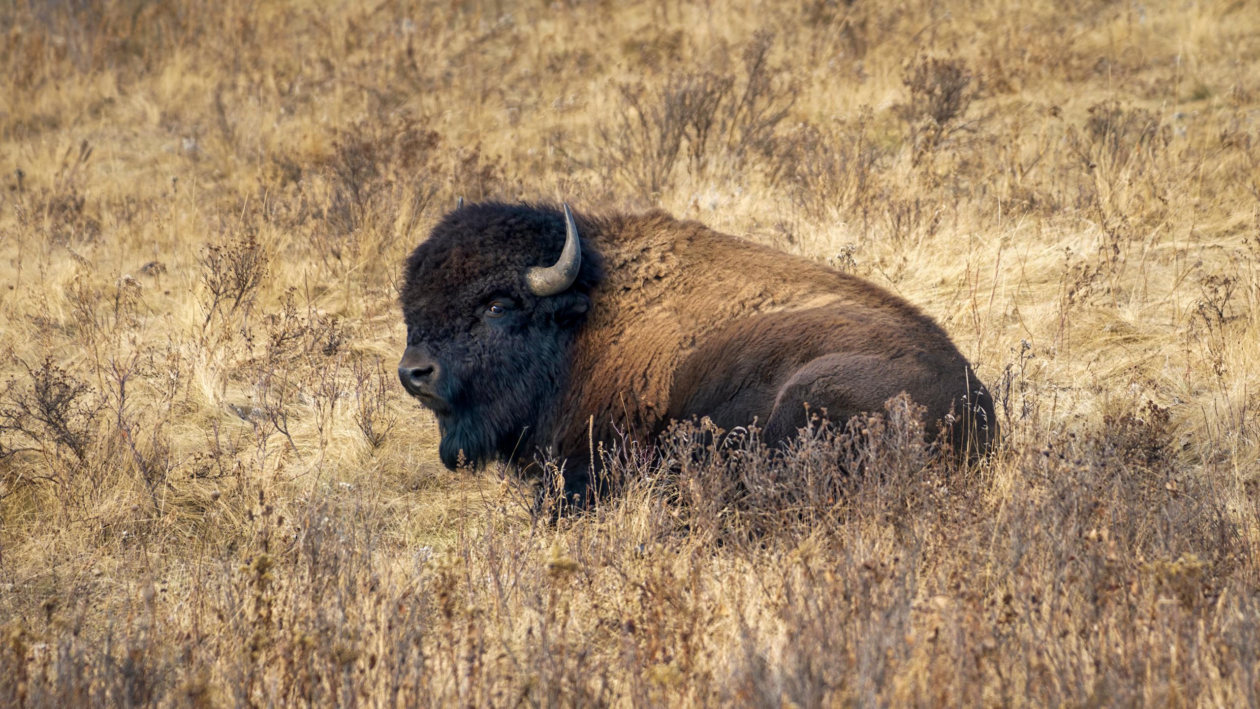 Relaxing Bison